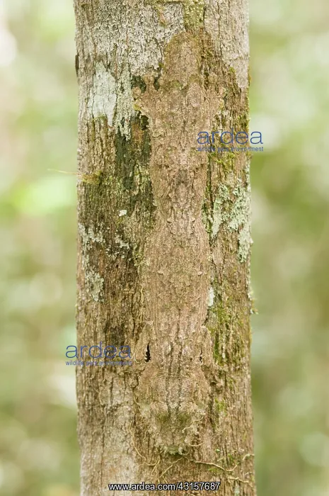 : Mossy Leaf-tailed Gecko : Mossy Leaf-tailed Gecko
