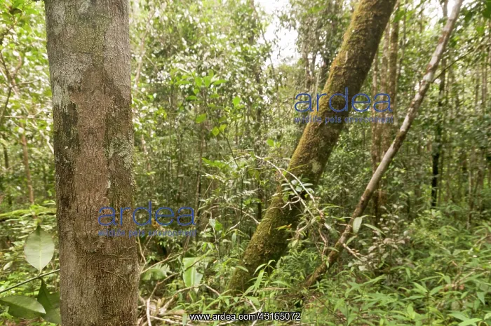 : Mossy Leaf-tailed Gecko : Mossy Leaf-tailed Gecko