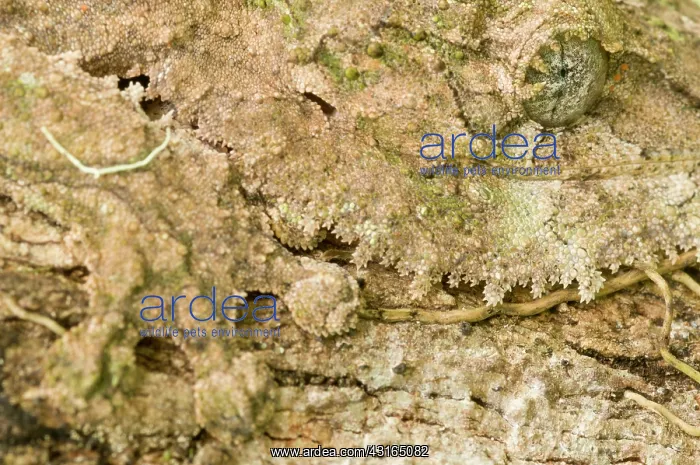 : Mossy Leaf-tailed Gecko : Mossy Leaf-tailed Gecko