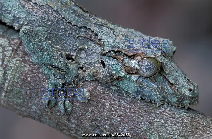 : Mossy Leaf-tailed Gecko / Southern Leaf-tailed Gecko : Mossy Leaf-tailed Gecko / Southern Leaf-tailed Gecko