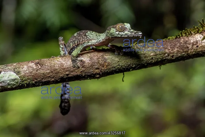  : Mossy leaf-tailed gecko (Uroplatus sikorae), Montagne