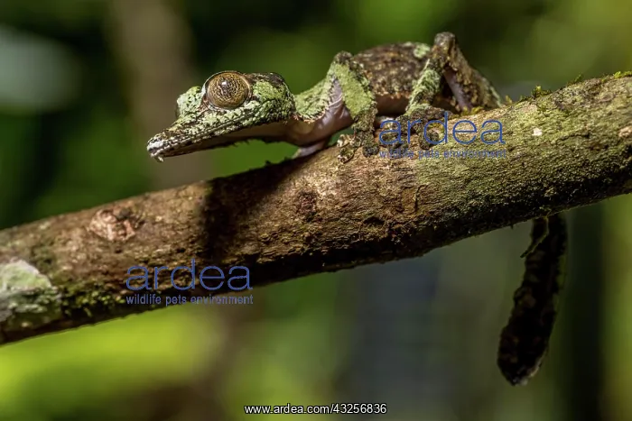 : Mossy leaf-tailed gecko (Uroplatus sikorae), Montagne : Mossy leaf-tailed gecko (Uroplatus sikorae), Montagne