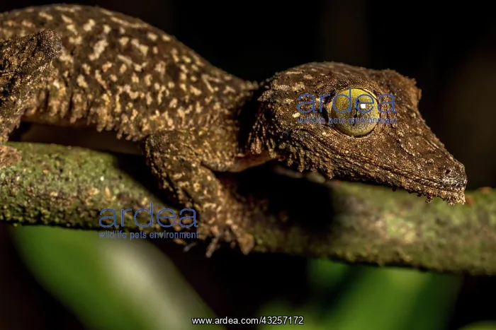 : Mossy leaf-tailed gecko (Uroplatus sikorae), Montagne : Mossy leaf-tailed gecko (Uroplatus sikorae), Montagne