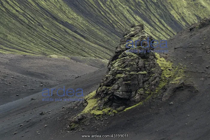 : Mossy rock, lava sculpture, lava desert, Langisjnr : Mossy rock, lava sculpture, lava desert, Langisjnr