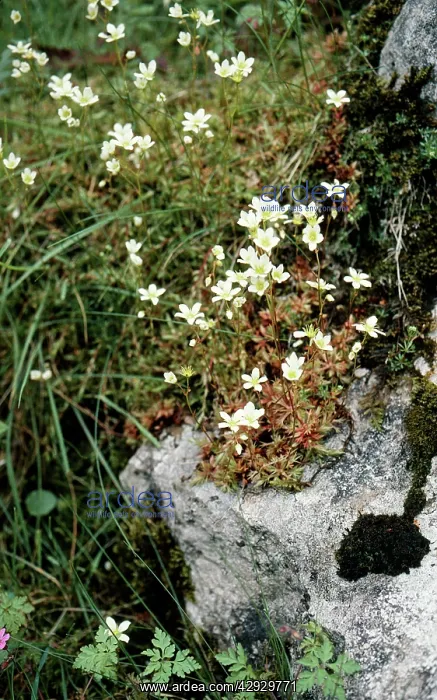 : Mossy SAXIFRAGE - on rock : Mossy SAXIFRAGE - on rock
