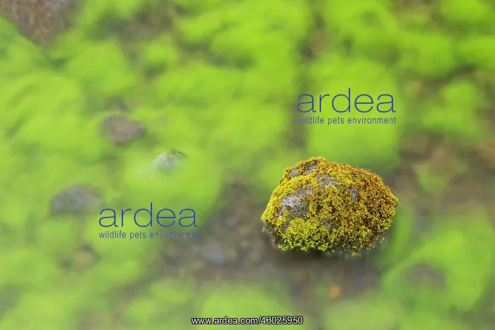: Mossy Stone : Mossy Stone