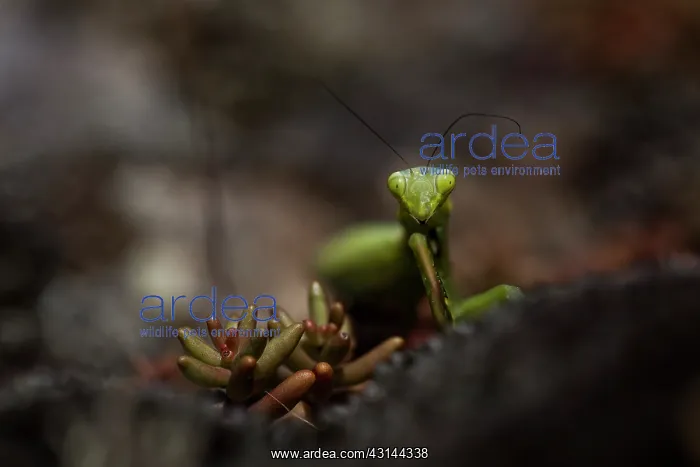 : Mossy Stonecrop : Mossy Stonecrop