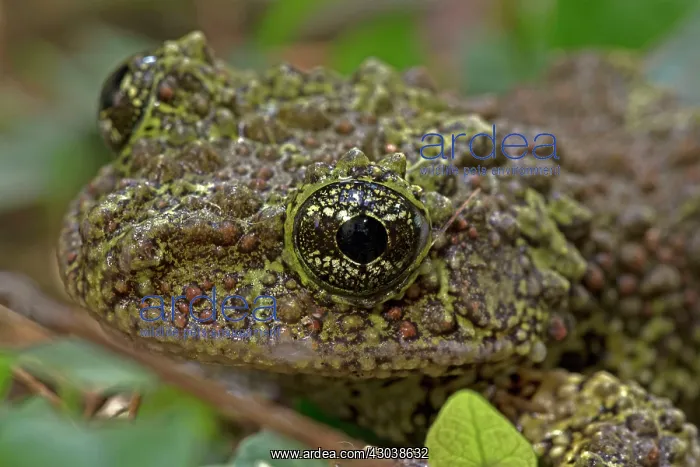 : Mossy / Vietnamese Mossy / Tonkin Bug-eyed Frog : Mossy / Vietnamese Mossy / Tonkin Bug-eyed Frog