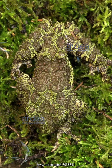  : Mossy  /  Vietnamese Mossy  /  Tonkin Bug-eyed Frog