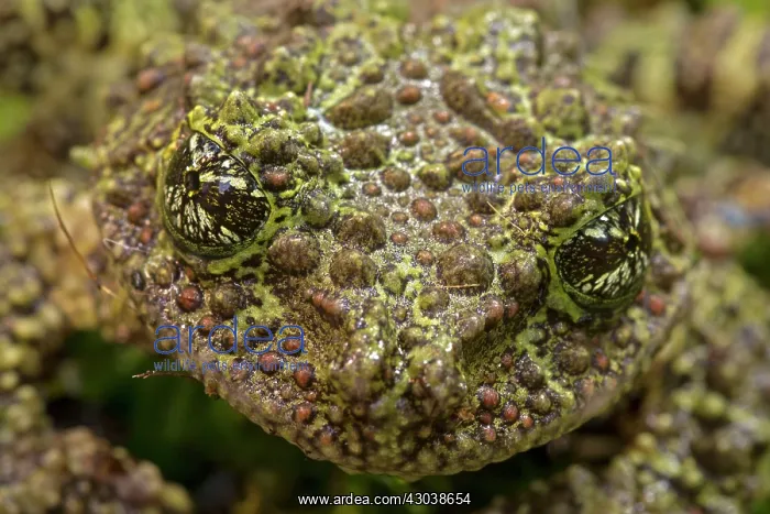 : Mossy / Vietnamese Mossy / Tonkin Bug-eyed Frog : Mossy / Vietnamese Mossy / Tonkin Bug-eyed Frog