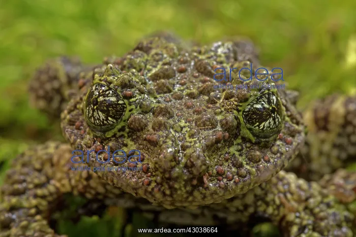 : Mossy / Vietnamese Mossy / Tonkin Bug-eyed Frog : Mossy / Vietnamese Mossy / Tonkin Bug-eyed Frog