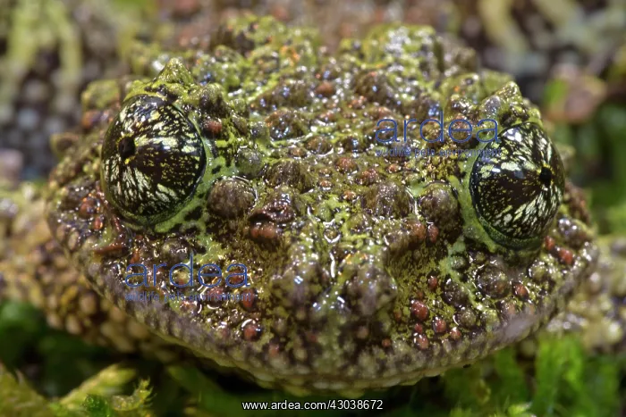 : Mossy / Vietnamese Mossy / Tonkin Bug-eyed Frog : Mossy / Vietnamese Mossy / Tonkin Bug-eyed Frog