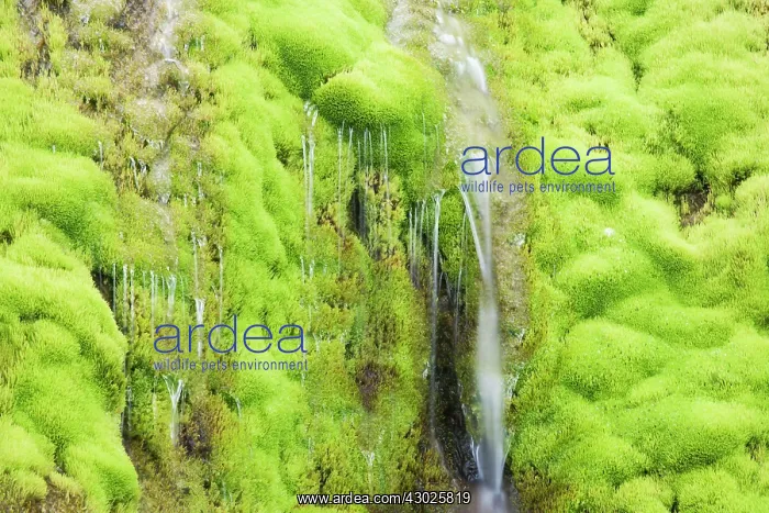 : Mossy Waterfall : Mossy Waterfall