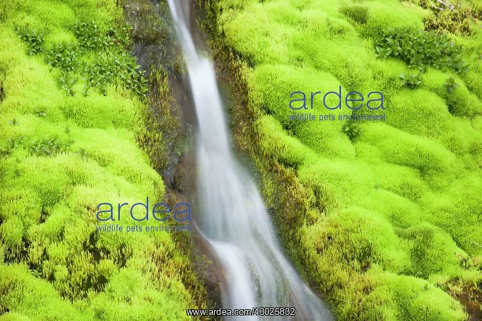 : Mossy Waterfall : Mossy Waterfall