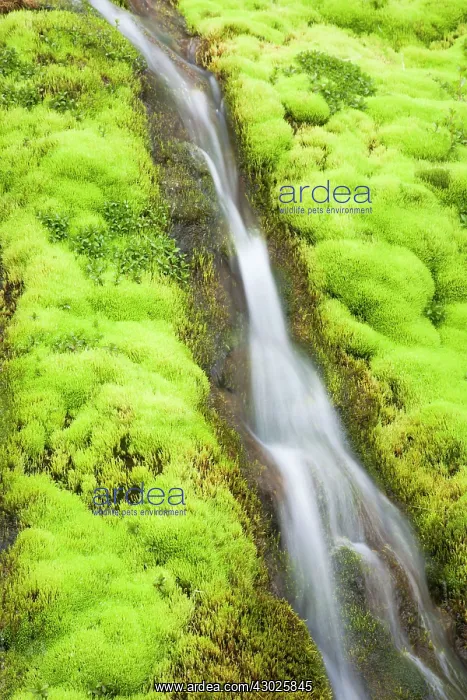 : Mossy Waterfall : Mossy Waterfall