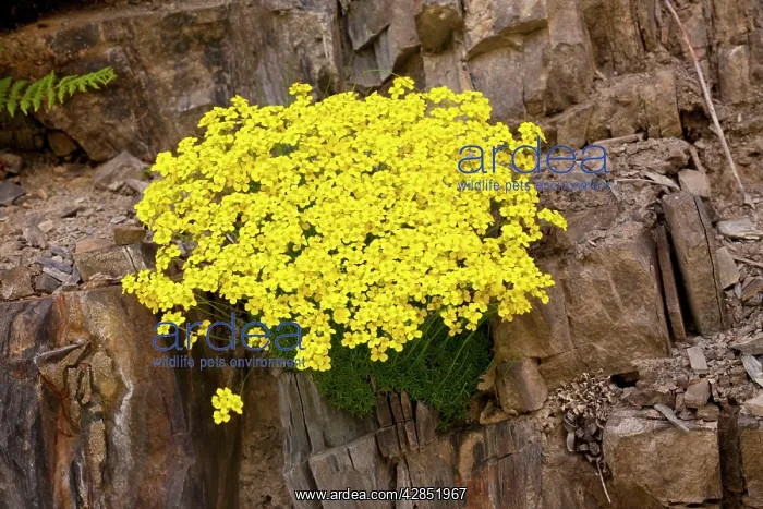 : Mossy Whitlow Grass - in the Great Caucasus : Mossy Whitlow Grass - in the Great Caucasus