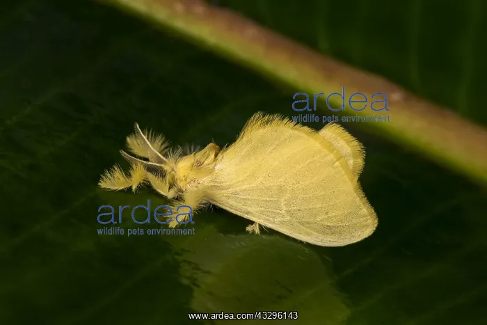 : moth (Acraga infusa) Dalceridae, Tatama National : moth (Acraga infusa) Dalceridae, Tatama National