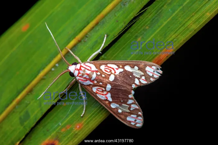 : Moth (Araeomolis albipicta) on a leaf, Saramaca : Moth (Araeomolis albipicta) on a leaf, Saramaca