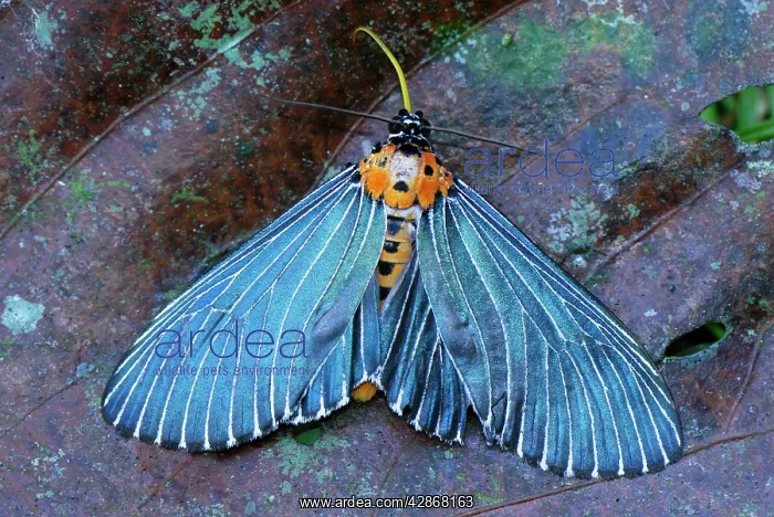 : Moth (Arctiidae). Danum Valley Conservation Area - Sabah - Borneo - Malaysia : Moth (Arctiidae). Danum Valley Conservation Area - Sabah - Borneo - Malaysia