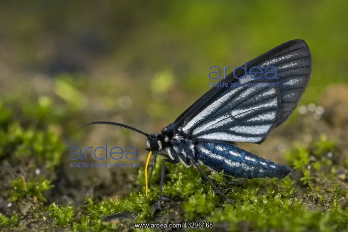  : moth (Arctiinae) diurnal, Tatama National Park