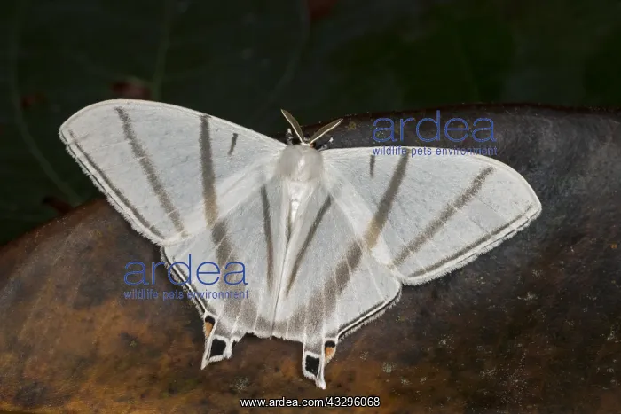  : moth (Asthenidia transversarai) Saturniidae, Oxyteninae