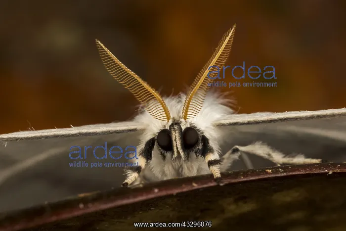 : moth (Asthenidia transversarai) Saturniidae, Oxyteninae : moth (Asthenidia transversarai) Saturniidae, Oxyteninae