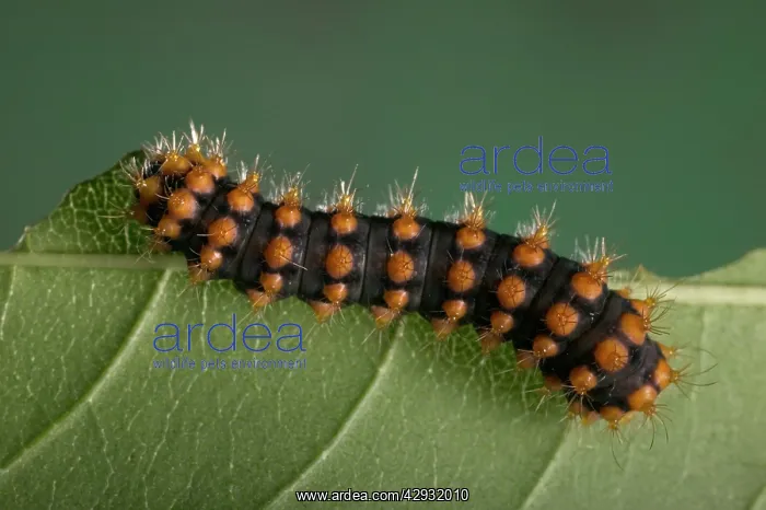 : Moth - Caterpillar : Moth - Caterpillar