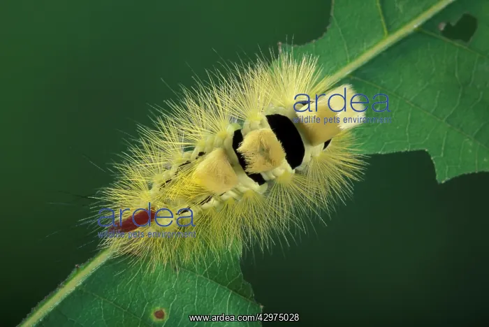 : Moth - Caterpillar : Moth - Caterpillar