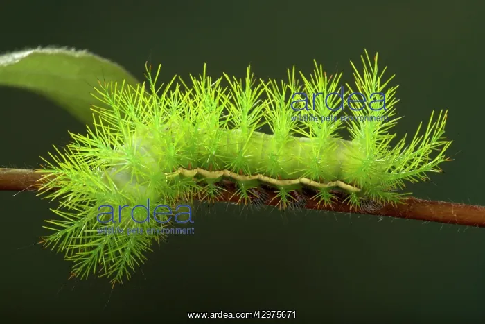 : Moth - Caterpillar is very urticant - South America : Moth - Caterpillar is very urticant - South America