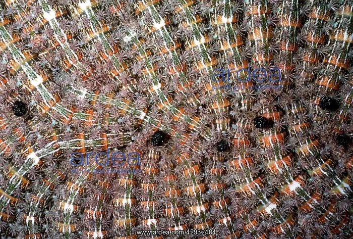 : MOTH CATERPILLARS / Larvae : MOTH CATERPILLARS / Larvae