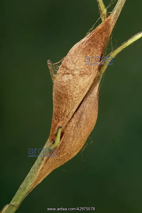 : Moth - Chrysalid : Moth - Chrysalid
