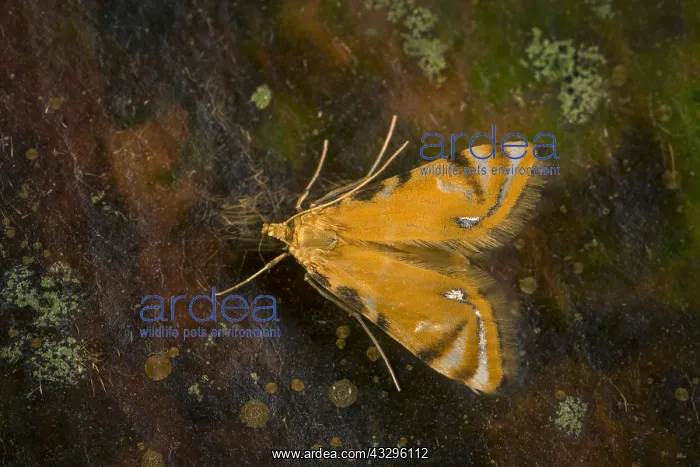 : moth of Crambidae (Acentropinae) Tatama National : moth of Crambidae (Acentropinae) Tatama National
