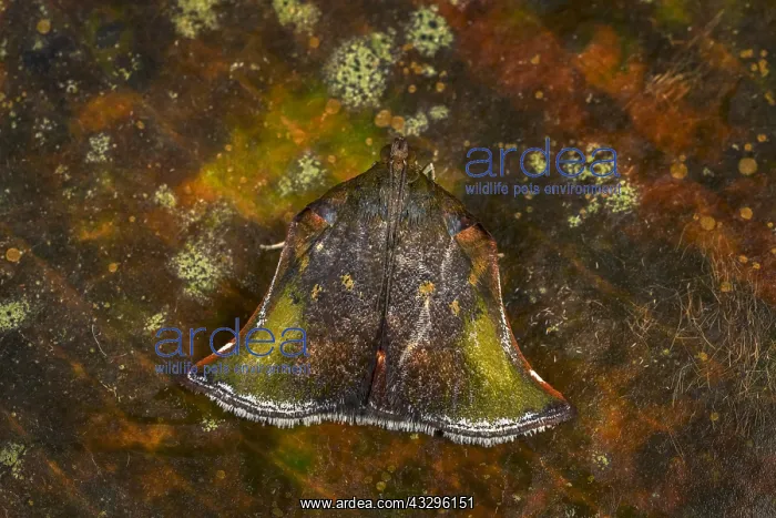 : moth of Crambidae (Chrysauginae) Tatama National : moth of Crambidae (Chrysauginae) Tatama National