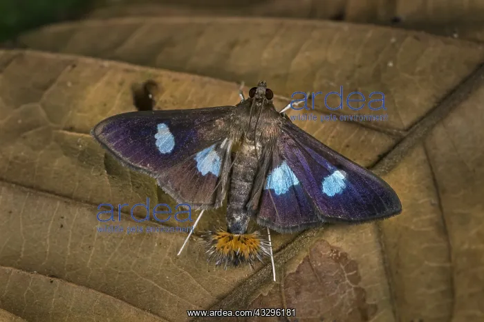 : moth of Crambidae (Desmia sp.) Spilomelinae, Tatama : moth of Crambidae (Desmia sp.) Spilomelinae, Tatama