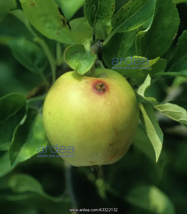 : Moth-eaten apple : Moth-eaten apple
