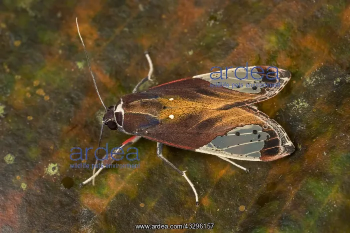 : moth of Erebidae (Bertholdia sp.) Arctiinae, Tatama : moth of Erebidae (Bertholdia sp.) Arctiinae, Tatama