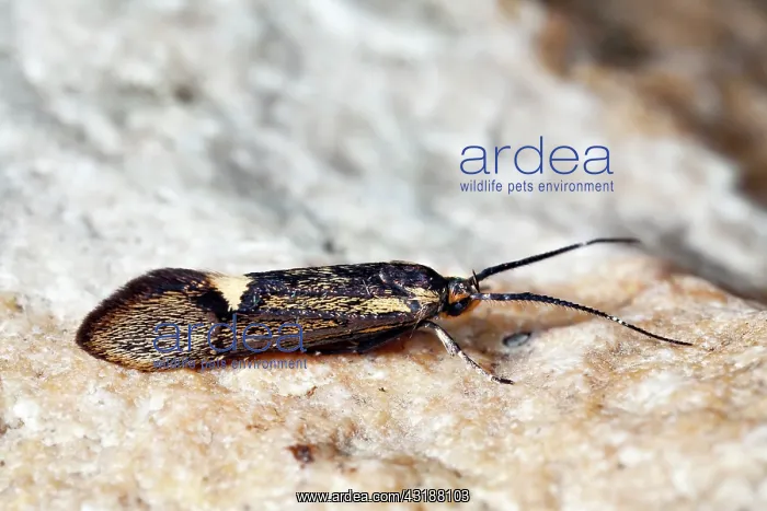 : Moth (Esperia sulphurella) on a rock, Den Helder : Moth (Esperia sulphurella) on a rock, Den Helder