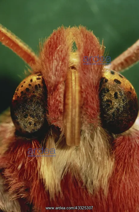 : Moth Eyes. Close-up of the eyes of the moth species Pergesa eplenor : Moth Eyes. Close-up of the eyes of the moth species Pergesa eplenor