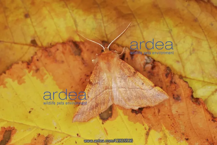 : MOTH - Feathered Thorn - resting, autumn species : MOTH - Feathered Thorn - resting, autumn species