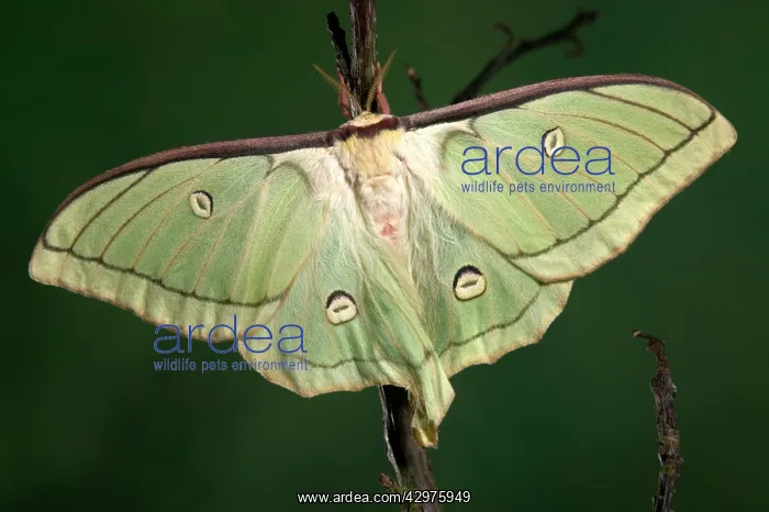 : Moth - Female : Moth - Female