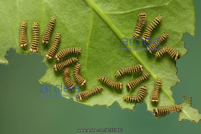  : Moth - group of caterpillars feeding on leaf