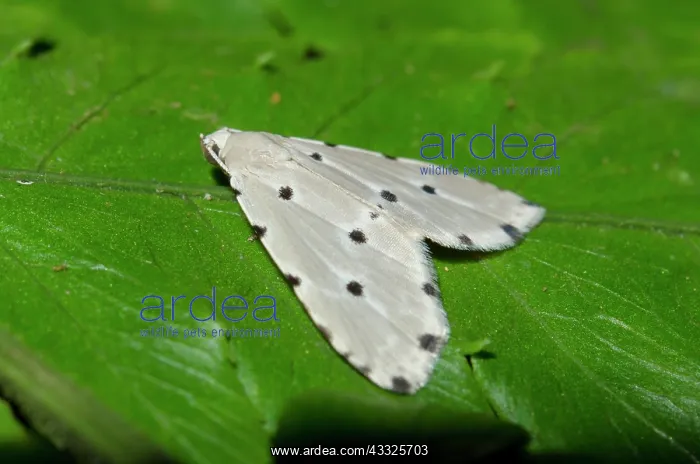 : Moth on leaf - Klungkung, Bali, Indonesia : Moth on leaf - Klungkung, Bali, Indonesia