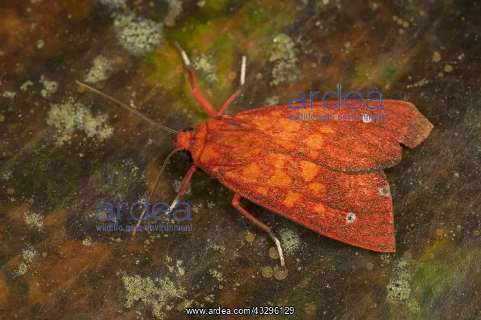 : moth (Melese intensa) Erebidae, Arctiinae, Tatama : moth (Melese intensa) Erebidae, Arctiinae, Tatama