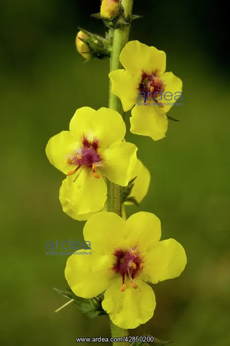 : Moth Mullein - in flower. Introduced in UK : Moth Mullein - in flower. Introduced in UK