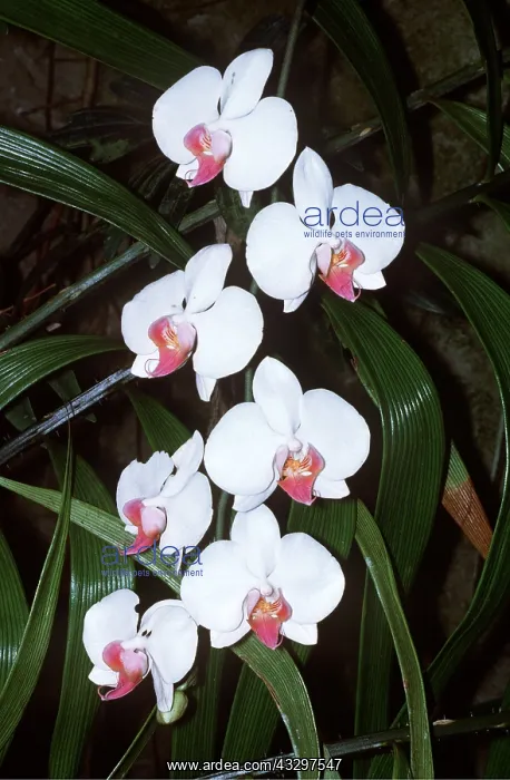 : MOTH ORCHID : MOTH ORCHID