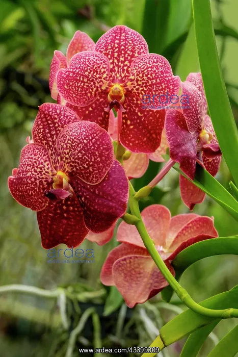 : Moth Orchid : Moth Orchid
