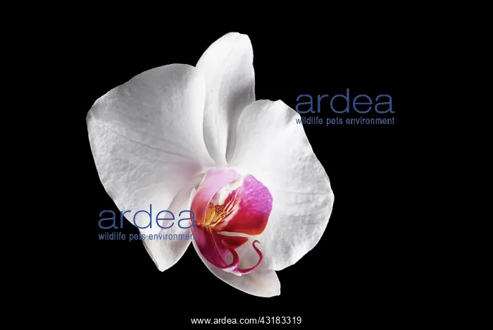 : Moth orchid, Phalaenopsis, Front view single white : Moth orchid, Phalaenopsis, Front view single white