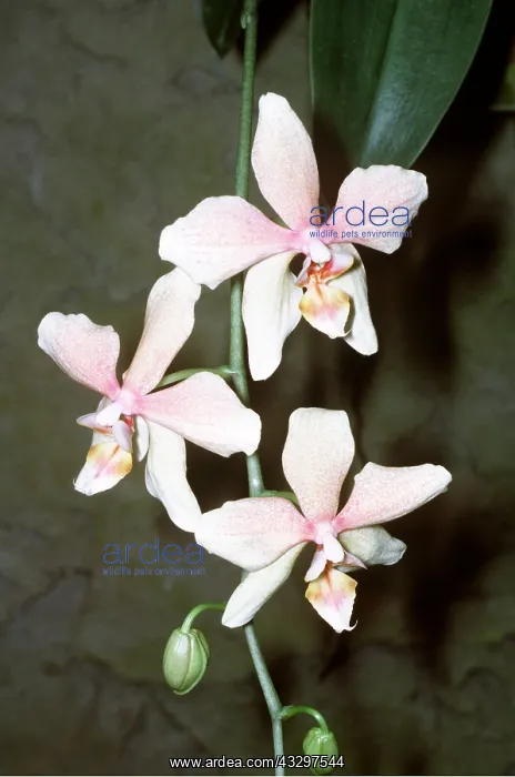  : MOTH ORCHID - Pink
