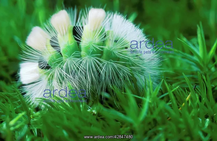 : MOTH - Pale Tussock Moth : MOTH - Pale Tussock Moth