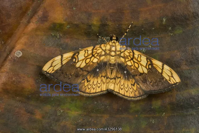 : moth (Pantographa scripturalis) Thyrididae, Tatama : moth (Pantographa scripturalis) Thyrididae, Tatama